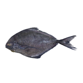 ماهی حلوا سیاه 1 کیلوگرمی