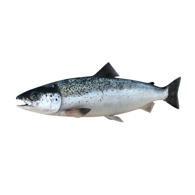 ماهی سالمون 1 کیلوگرمی